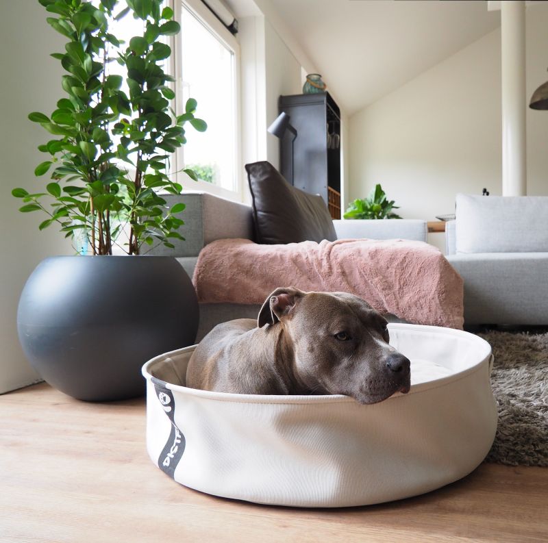 Hundeschlafplatz | Hundebett| LOUNGE Merengue | versch. Größen