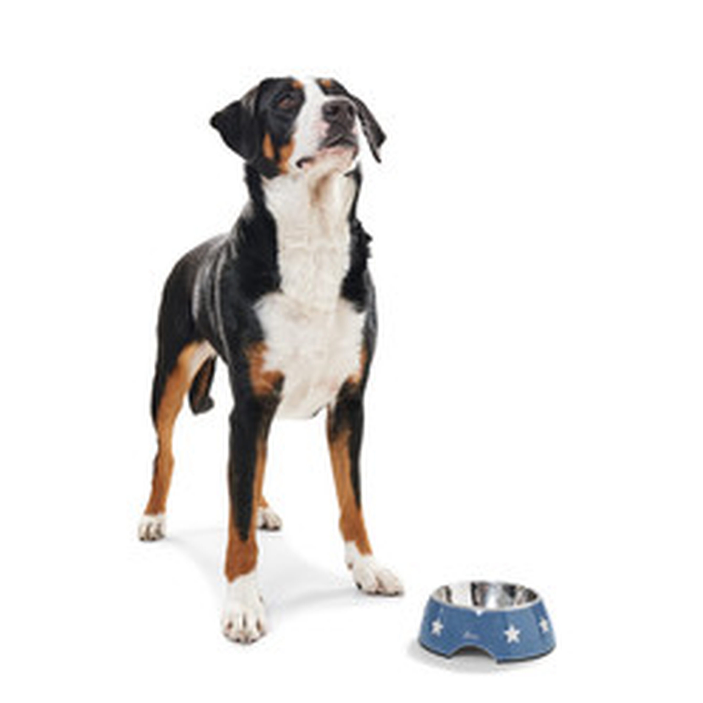 Hunter | Aarhus | Melamin Napf | Melamin | Blau | Schick | Futter | Praktisch