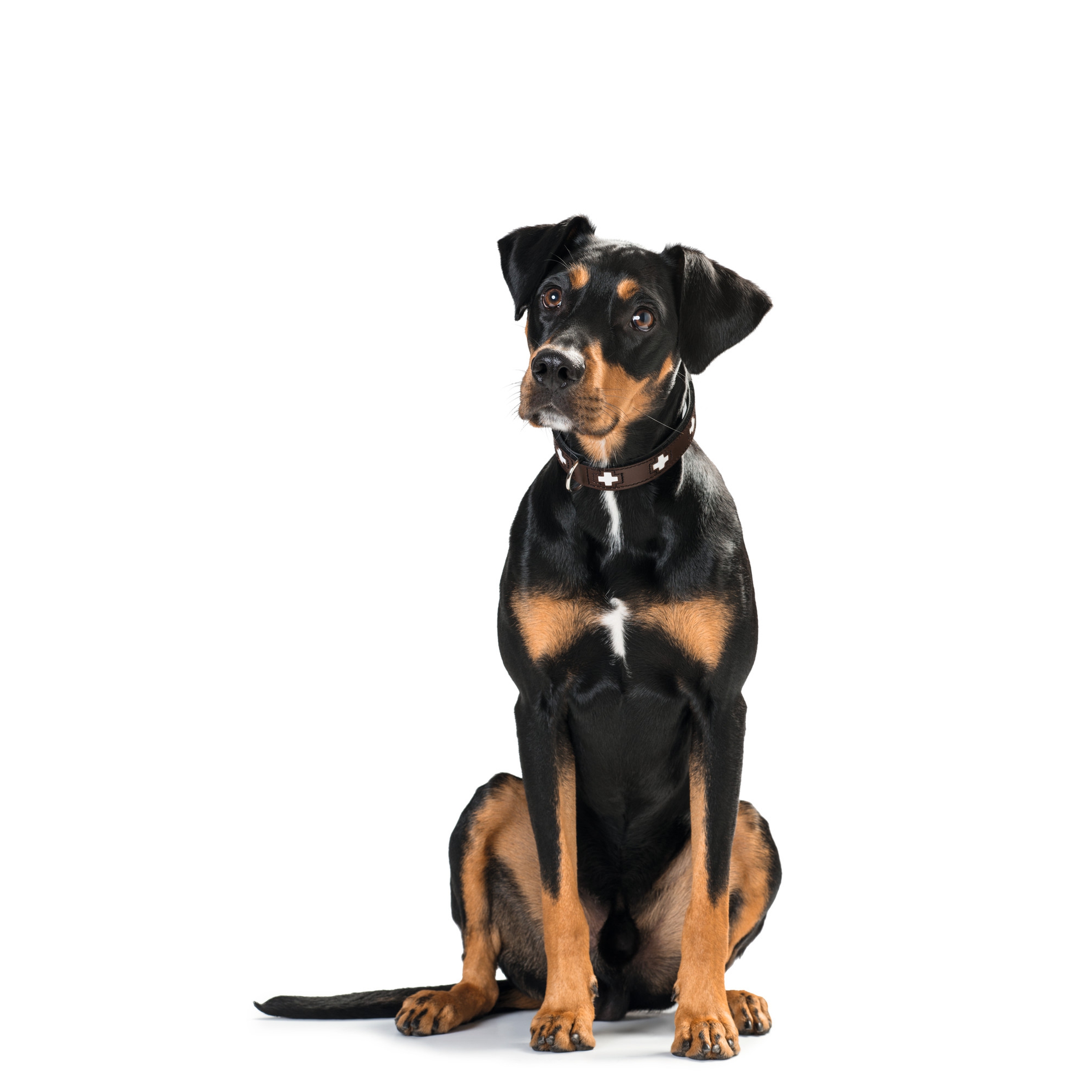 Hunter | Swiss | Halsband | Rindsleder | Braun | Komfort | Robust | Langlebig | Pflegeleicht