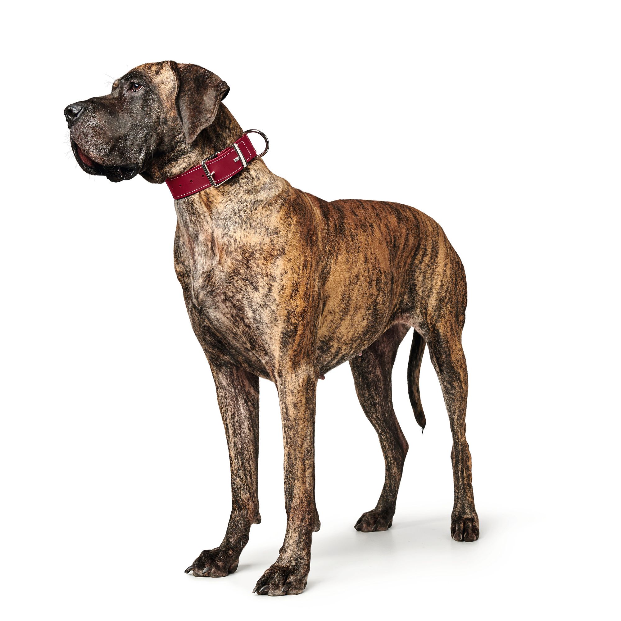 Hunter | Hundehalsband | Aalborg Special | Lederhalsband | Rindsleder | versch. Farben und Größen