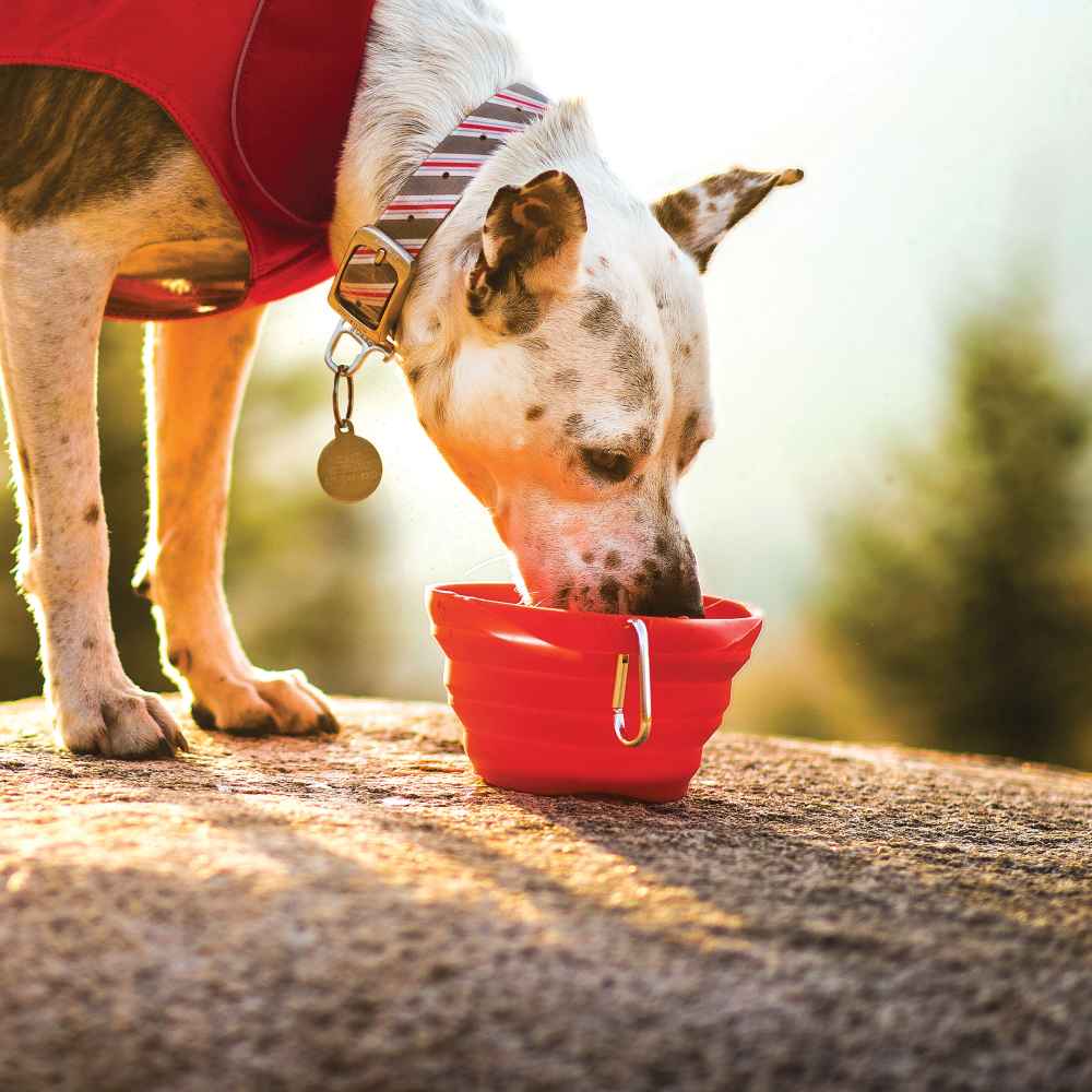 Hundenapf | Reisenapf | Collaps-a-Bowl | versch. Farben