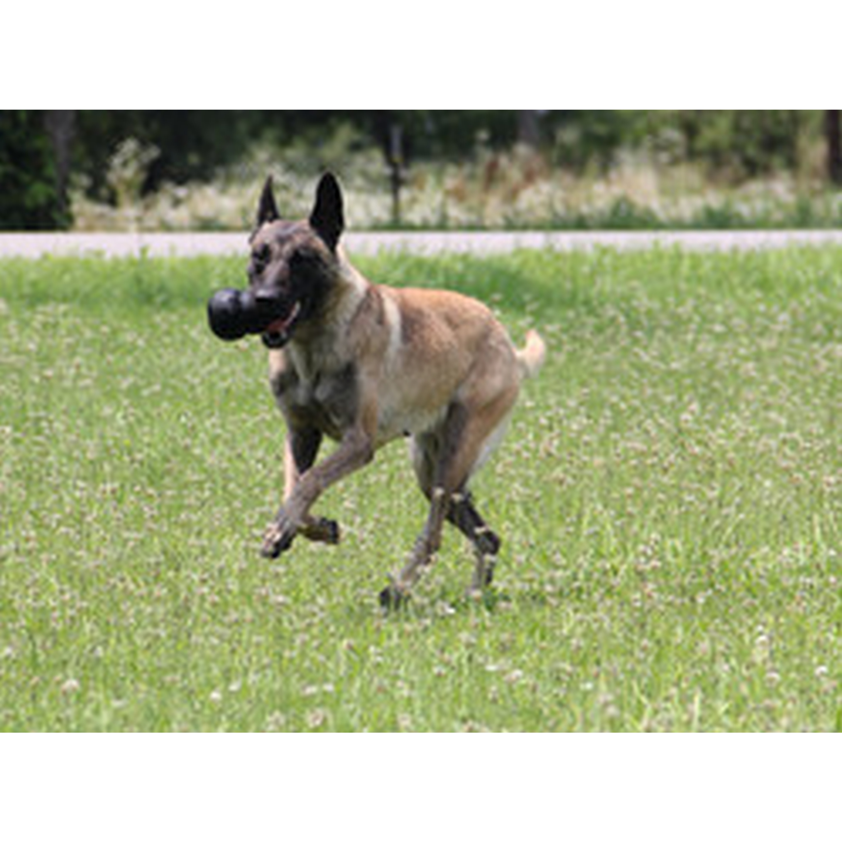 Hunter | KONGÂ® Extreme | Hundespielzeug | Gummi | Schwarz | Kauen | Spaß | Freude