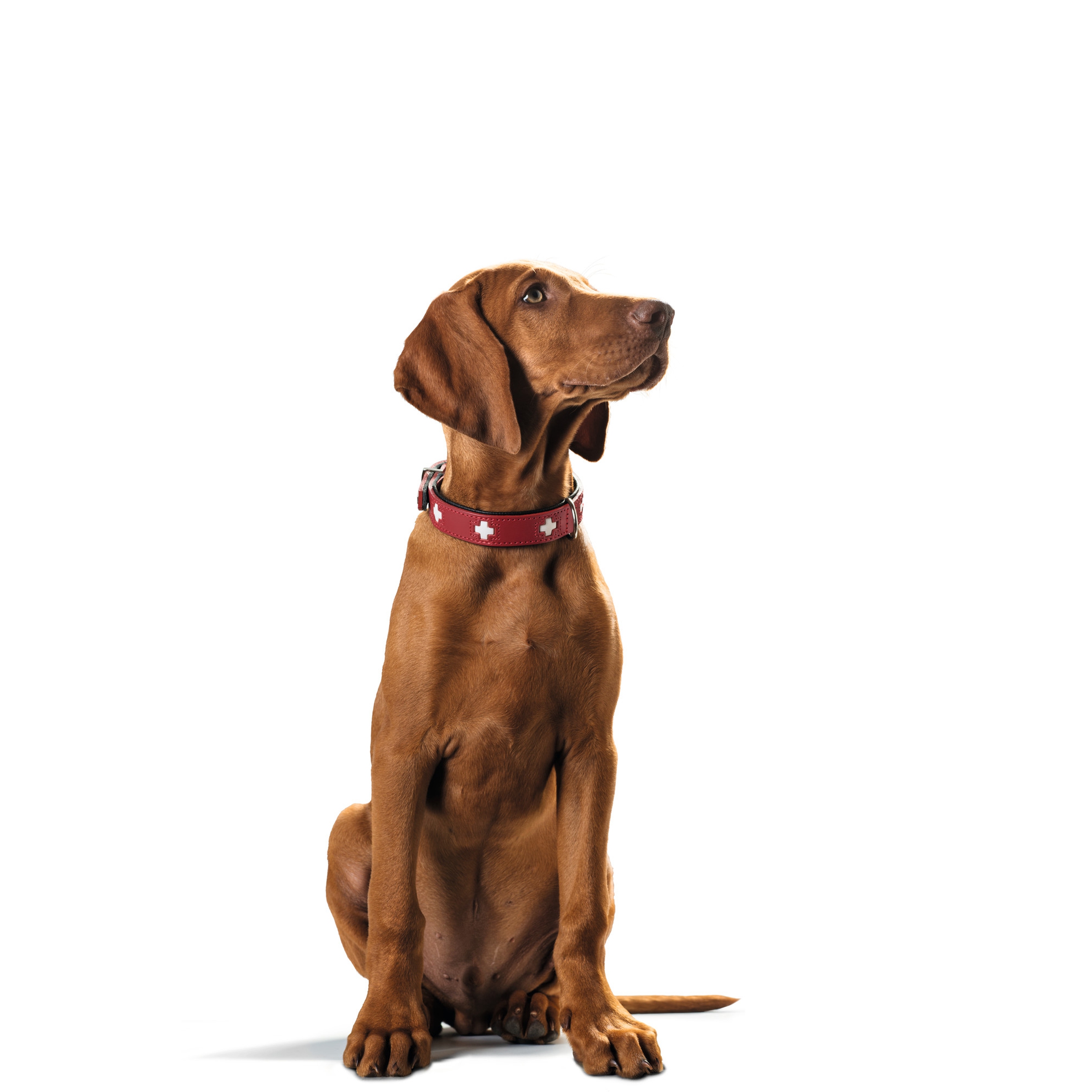 Hunter | Swiss | Halsband | Rindsleder | Rot | Komfort | Robust | Langlebig | Pflegeleicht