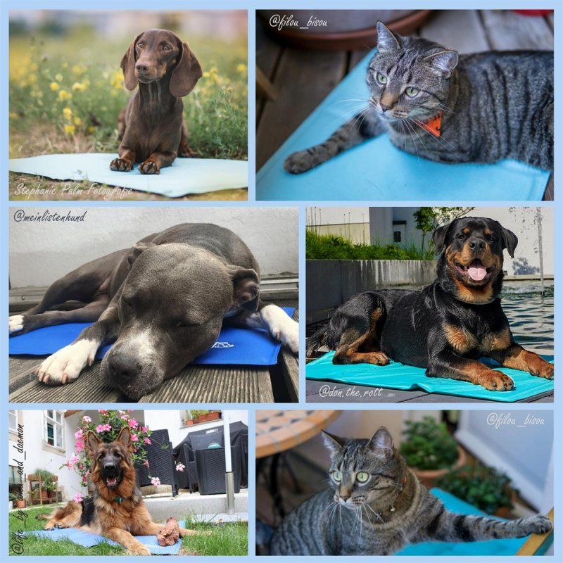 nosli-kuehlmatte-fuer-hunde-und-katzen-sea-blue-xl-76-x-103-cm_4