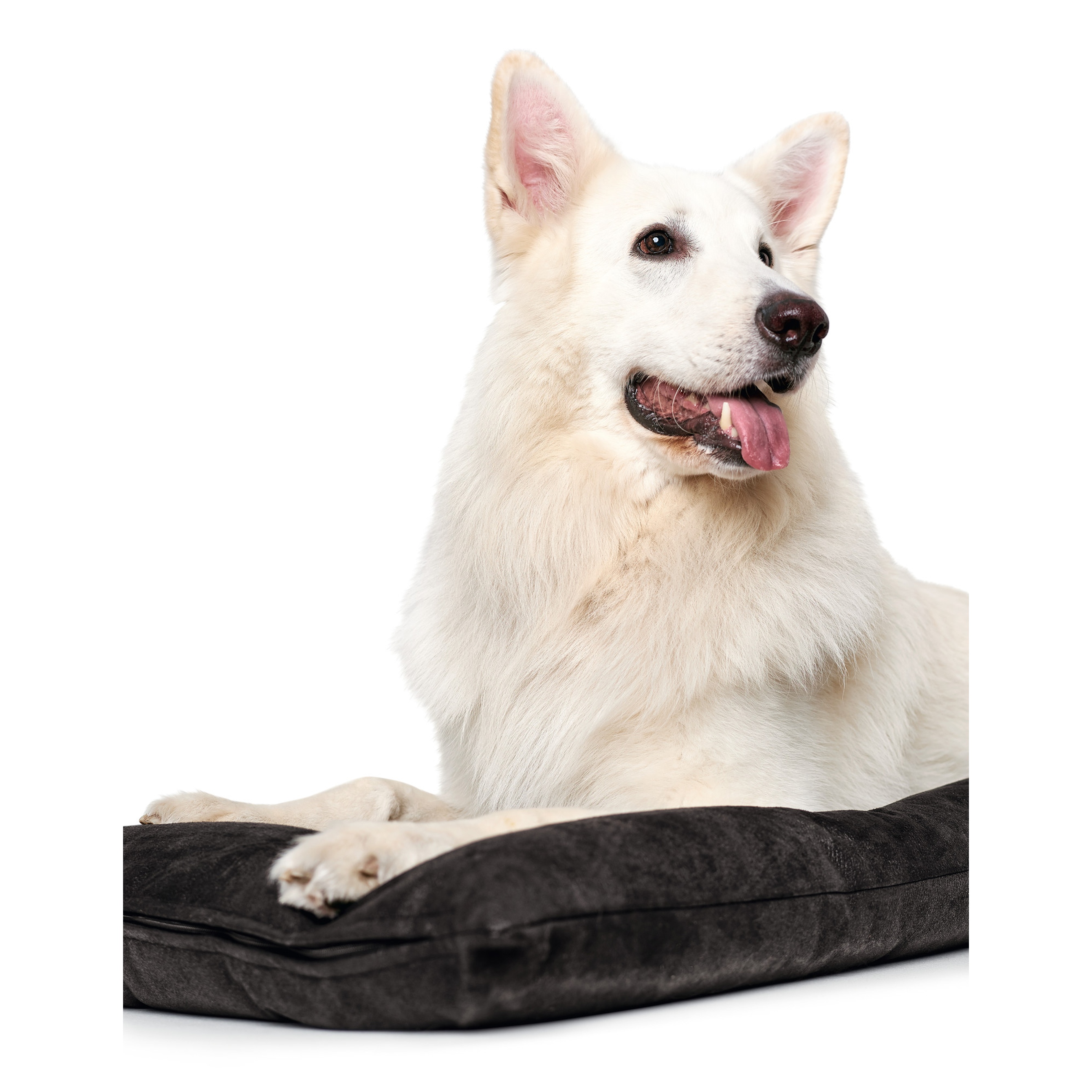 Hunter | Bologna | Hundebett | Polyester | Komfort | Gemütlich | Schlaf