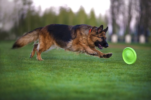 Vierbeinerwelten_Kategorie_Hunde_Wurfspielzeug-2