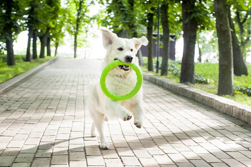 Vierbeinerwelten_Kategorie_Hunde_Wurfspielzeug-3