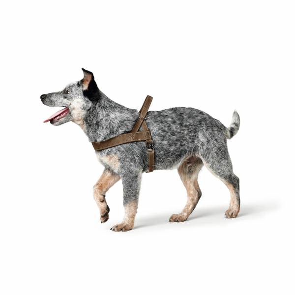 Hunter | Hunting | Norwegergeschirr | Rindsleder | Komfort | Pflegeleicht | Stabil Hunter | Hunting | Norwegergeschirr | Rindsleder | Komfort | Pflegeleicht | Stabil